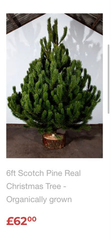 Special upgrade from 5ft scotch to 6ft scotch