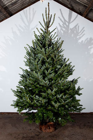 Fraser Fir Real Christmas Tree 
