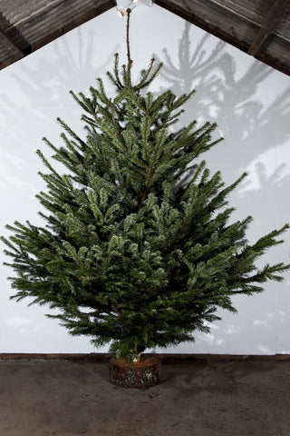 Nordman Fir Real Christmas Tree 