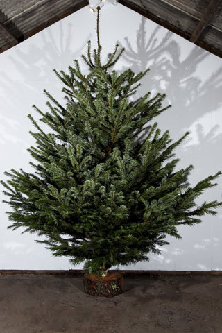 Nordman Fir Real Christmas Tree