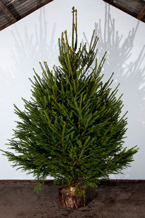 Norway Spruce Real Christmas Tree